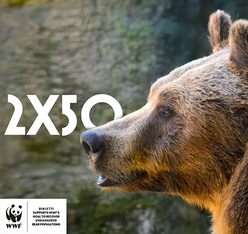  wwf and bialetti moka express